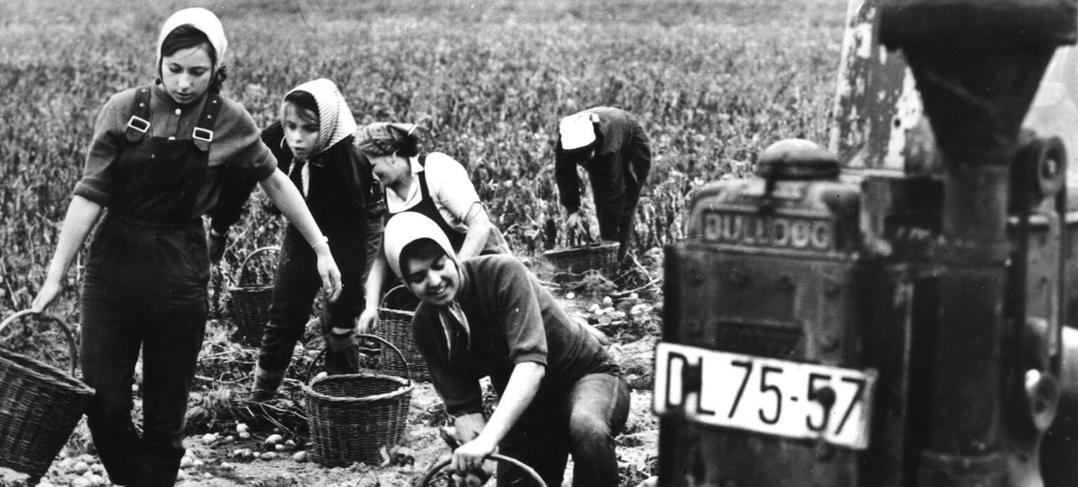 Studentinnen und Studenten beim „Ernte-Finale“: Kartoffelernte in einer LPG im Kreis Jüterbog, September 1962